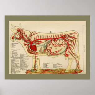 1917 Vintages Kuh-Arterien-Anatomie-Diagramm Poster
