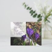 1956 Salatverkleidung Postkarte (Stehend Vorderseite)