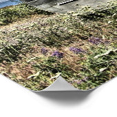 1956 Shasta Canned Ham Print Poster (Ecke)