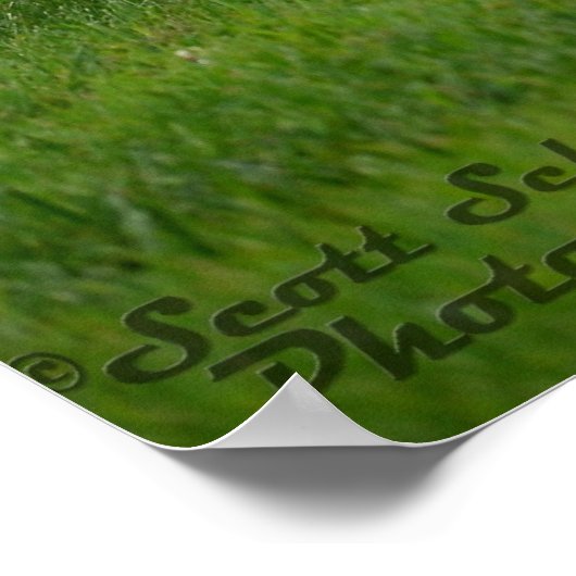 1970 Plymouth Cuda Poster (Ecke)