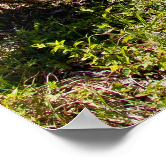 1972 Cutlass Poster (Ecke)