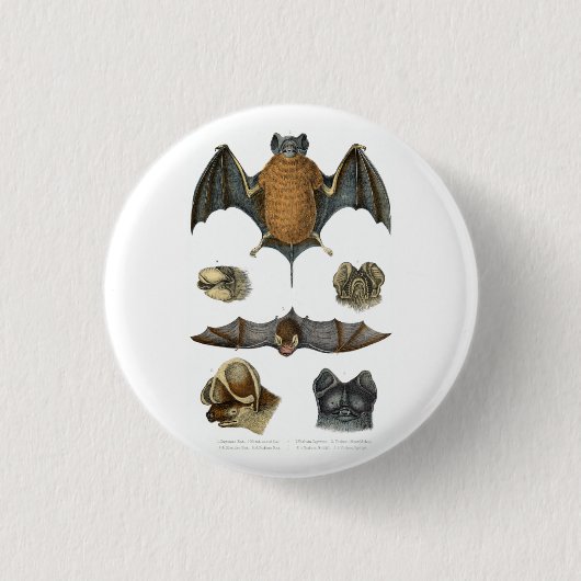 19. C. Bat Print Button (Vorderseite)