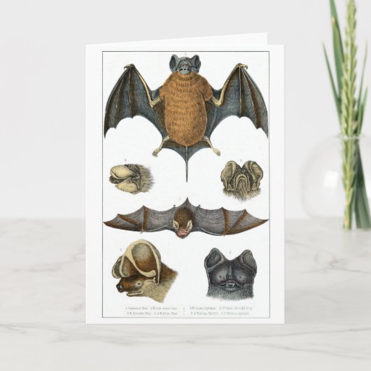 19. C. Bat Print Karte (Vorderseite)