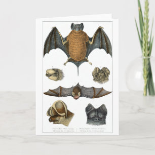 19. C. Bat Print Karte