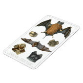 19. C. Bat Print Magnet (Linke Seite)