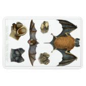 19. C. Bat Print Magnet (Horizontal)