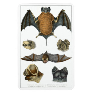 19. C. Bat Print Magnet