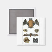 19. C. Bat Print Magnet (Vorderseite/Rückseite)