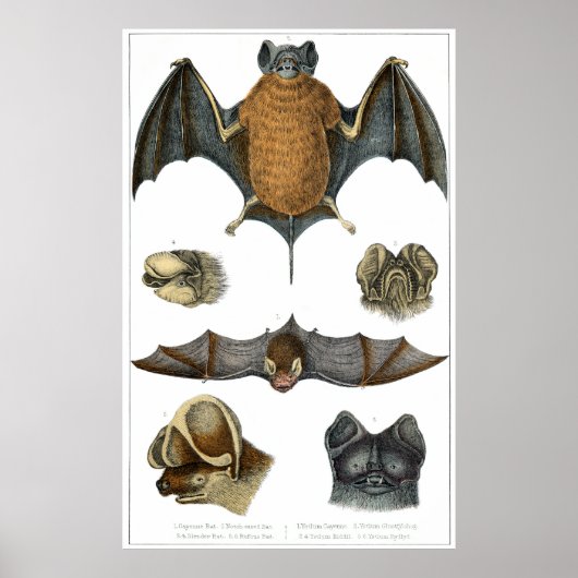 19. C. Bat Print Poster (Vorne)