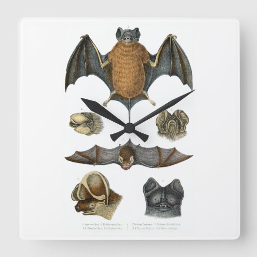 19. C. Bat Print Quadratische Wanduhr (Vorderseite)