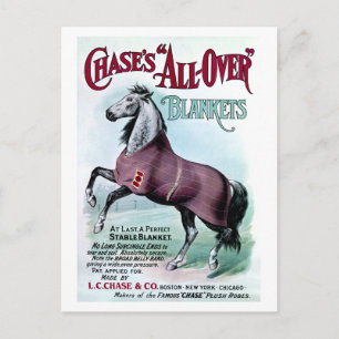19. C. Chase Horse Blankets Postkarte