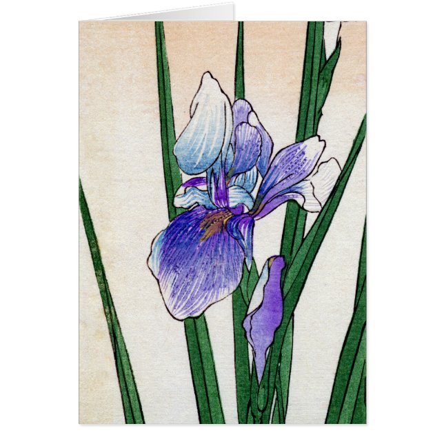 19. C. Japanische Iris (Vorne)