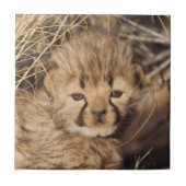 19 Days old Cub. Namibia Fliese (Vorderseite)