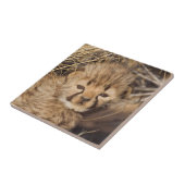 19 Days old Cub. Namibia Fliese (Seite)