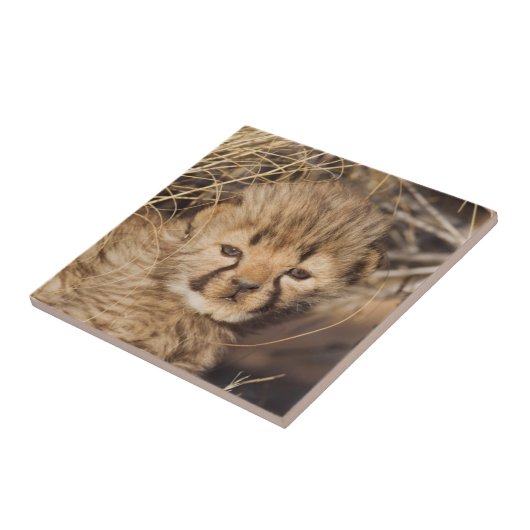 19 Days old Cub. Namibia Fliese (Seite)