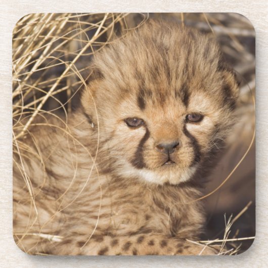 19 Days old Cub. Namibia Getränkeuntersetzer (Vorderseite)