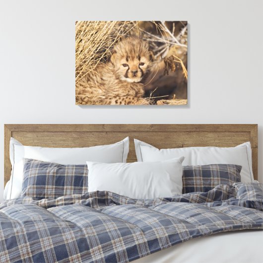 19 Days old Cub. Namibia Leinwanddruck (Insitu (Schlafzimmer))