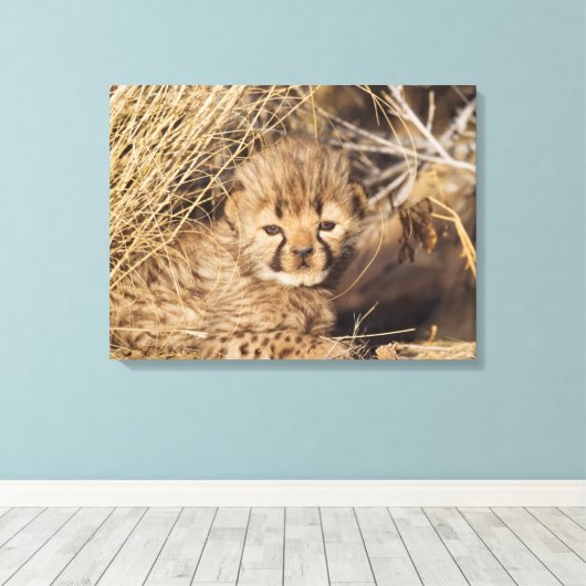 19 Days old Cub. Namibia Leinwanddruck (Insitu (Holzboden))