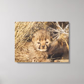 19 Days old Cub. Namibia Leinwanddruck (Vorderseite)