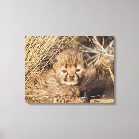 19 Days old Cub. Namibia Leinwanddruck (Vorderseite)