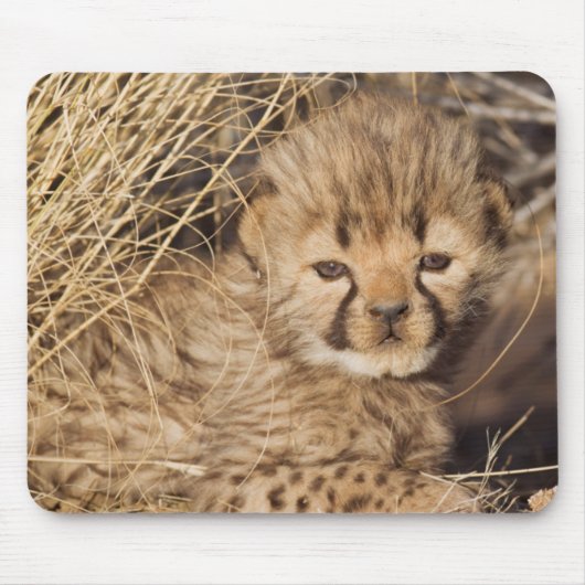 19 Days old Cub. Namibia Mousepad (Vorne)