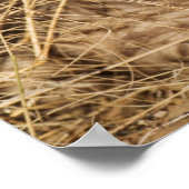 19 Days old Cub. Namibia Poster (Ecke)