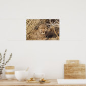 19 Days old Cub. Namibia Poster (Küche)