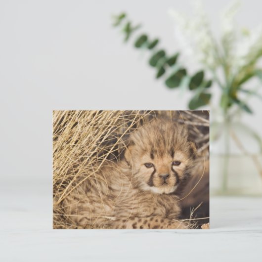 19 Days old Cub. Namibia Postkarte (Stehend Vorderseite)