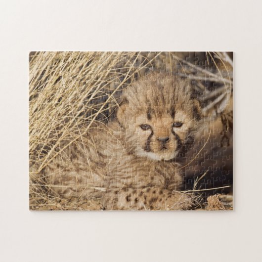 19 Days old Cub. Namibia Puzzle (Horizontal)