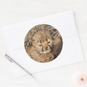 19 Days old Cub. Namibia Runder Aufkleber (Umschlag)