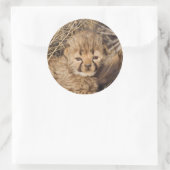 19 Days old Cub. Namibia Runder Aufkleber (Tasche)