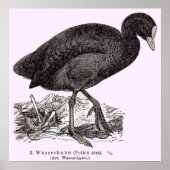 19. Jahrhundert war Herhuhn oder Morgendruck Poster (Vorne)