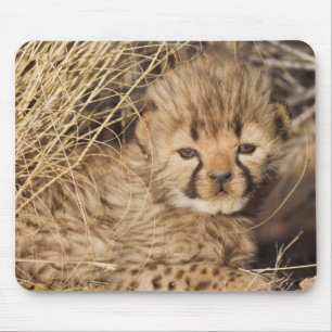 19 Tage altes männliches Jungtier. Namibia Mousepad