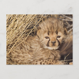 19 Tage altes männliches Jungtier. Namibia Postkarte