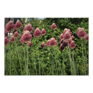 19"x13" Allium Fotodruck