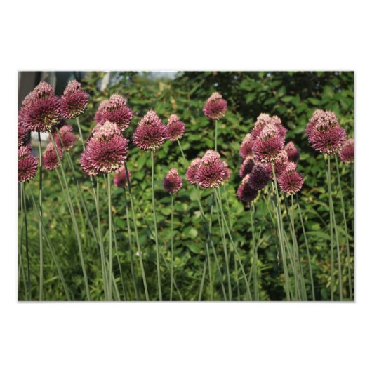 19"x13" Allium Fotodruck (Vorne)