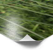 19"x13" Allium Fotodruck (Ecke)