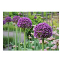 19"x13" Allium