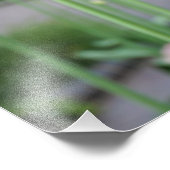 19"x13" Allium Fotodruck (Ecke)