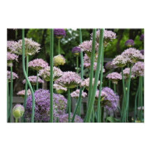 19"x13" Allium