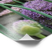 19"x13" Allium Fotodruck (Ecke)