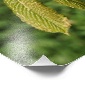 19 "x13" Blätter für Pferde Kastanien Fotodruck (Ecke)