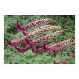 19"x13" Celosia Fotodruck