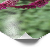 19"x13" Celosia Fotodruck (Ecke)