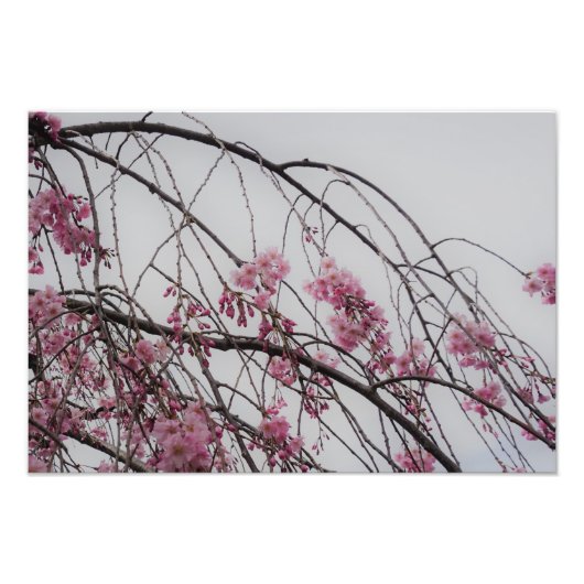 19"x13" Cherry Blossom Buds Fotodruck (Vorne)