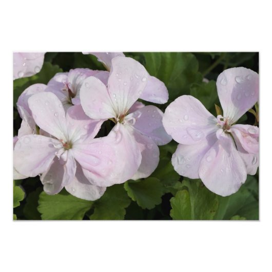 19"x13" Geranium Fotodruck (Vorne)