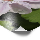 19"x13" Geranium Fotodruck (Ecke)
