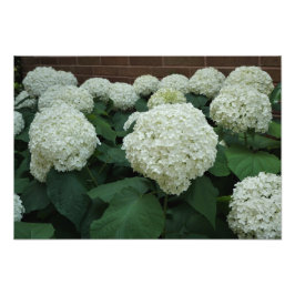 19"x13" Glatte Hortensie Fotodruck