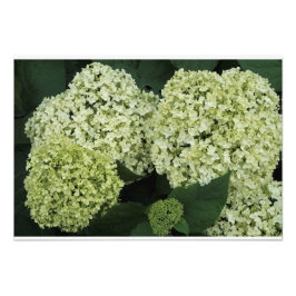 19"x13" Glatte Hortensie Fotodruck