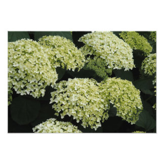 19"x13" Glatte Hortensie Fotodruck